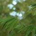 Bambú Gigante - Photo (c) clementibus, algunos derechos reservados (CC BY-NC)