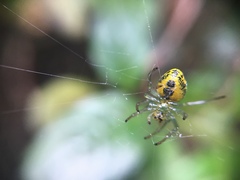 Alpaida variabilis