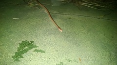 Dryophylax hypoconia