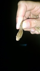 Dryophylax hypoconia