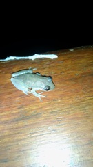 Scinax nasicus