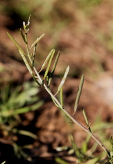 Planodes virginicum