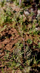 Planodes virginicum
