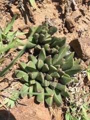 Rabiea difformis