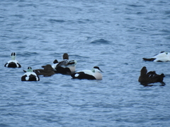 Somateria mollissima