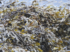 Fucus vesiculosus