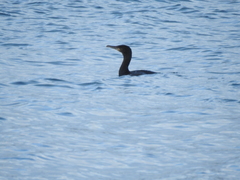 Phalacrocorax carbo