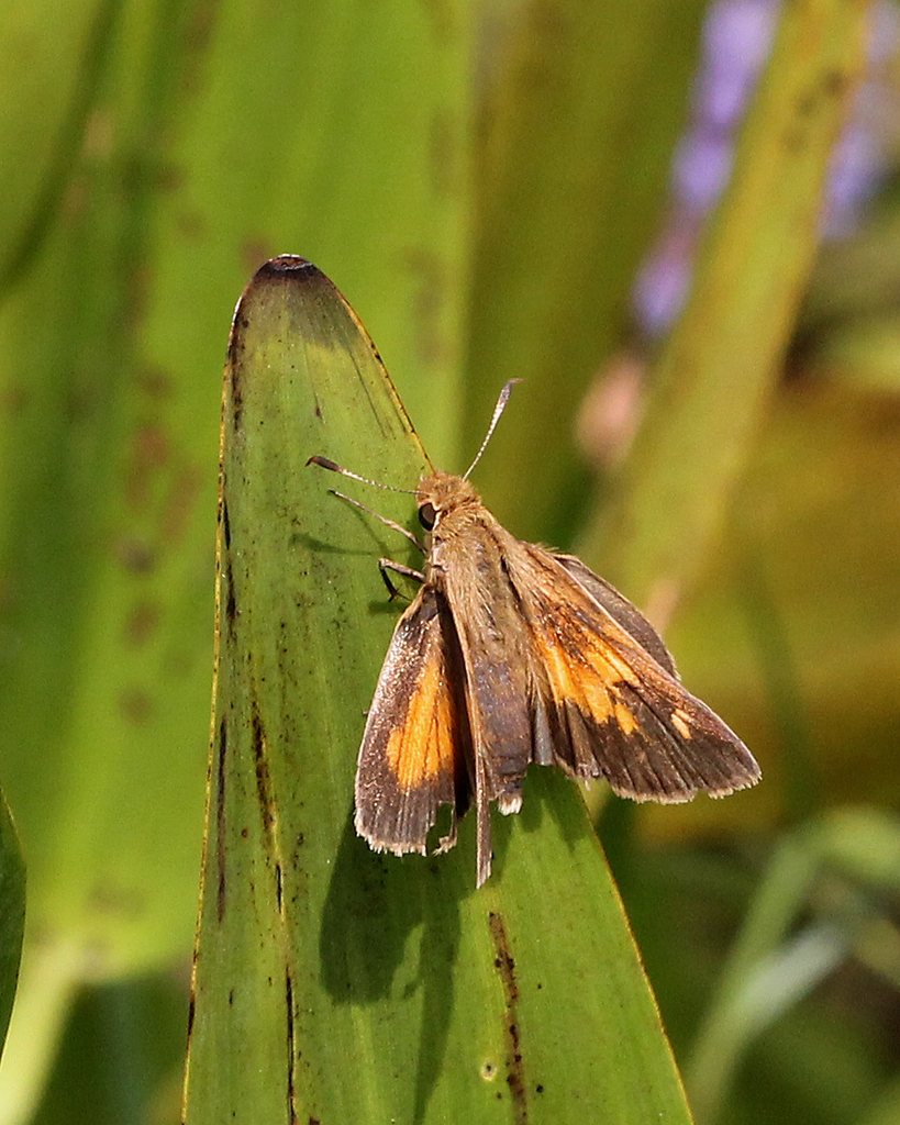 Aaron's Skipper