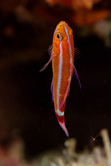 Holleman's Pygmygoby photo 2