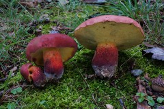 Baorangia bicolor image