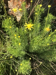 Euryops pedunculatus