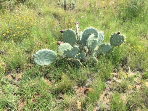nopal tapón