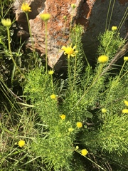 Euryops pedunculatus