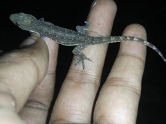 Hemidactylus garnotii