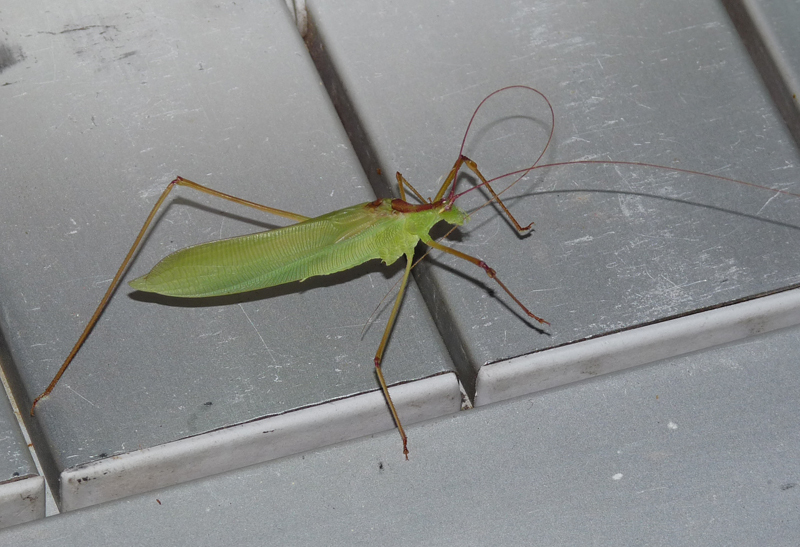 Grass Bushcrickets