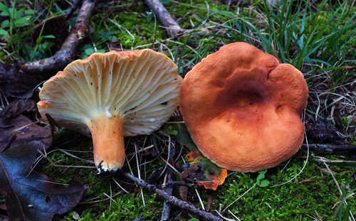 hygrophorus milkcap