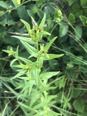 Conostomium natalense natalense