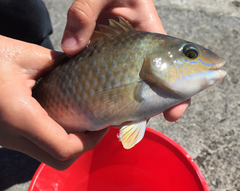 Notolabrus celidotus