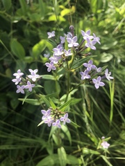 Conostomium natalense natalense