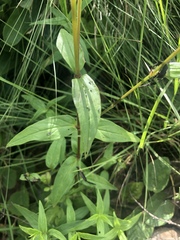 Conostomium natalense natalense