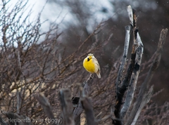 Sturnella magna auropectoralis