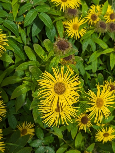 Image of Inula hookeri by no rights reserved