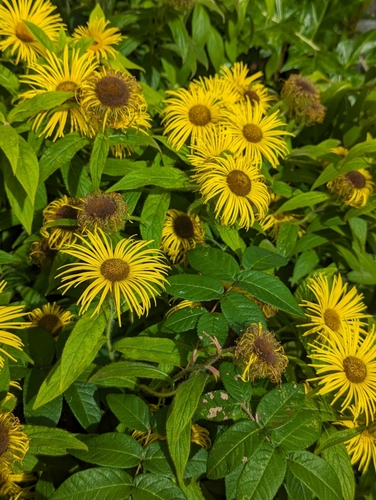 Image of Inula hookeri by no rights reserved