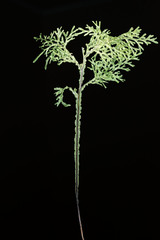 Hymenophyllum flexuosum