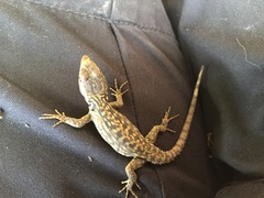 Spiny Crag Lizard photo 5
