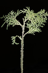 Hymenophyllum flexuosum