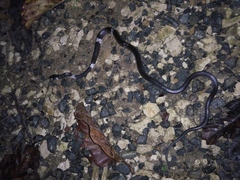 Lycodon subcinctus