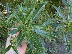 Melicytus lanceolatus