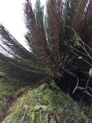 Encephalartos ghellinckii