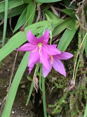 Hesperantha baurii