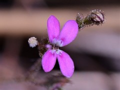 Stylidium multiscapum