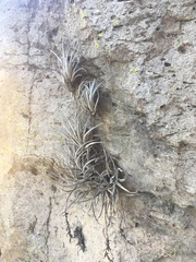 Tillandsia fresnilloensis