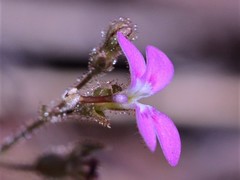 Stylidium multiscapum