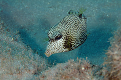 Lactophrys bicaudalis