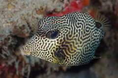 Lactophrys bicaudalis