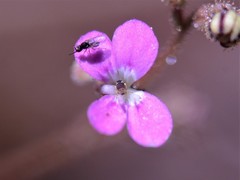 Stylidium multiscapum