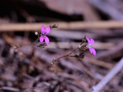 Stylidium multiscapum