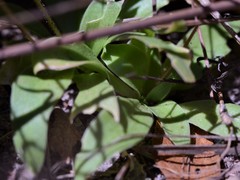 Stylidium multiscapum