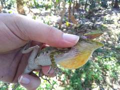 Anolis barahonae