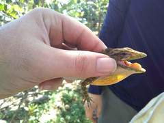 Anolis barahonae