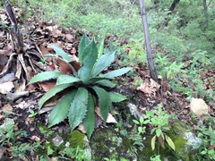 Agave maximiliana