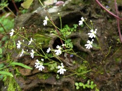 Stylidium candelabrum