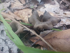 Craterellus fallax image