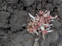 Euphorbia radians