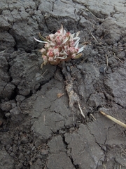 Euphorbia radians