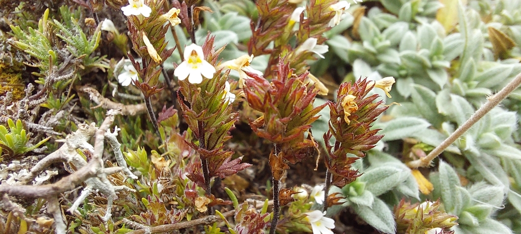 Euphrasia taurica